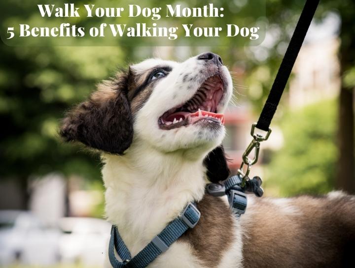 Walk Your Dog Month: 5 Benefits of Walking Your Dog